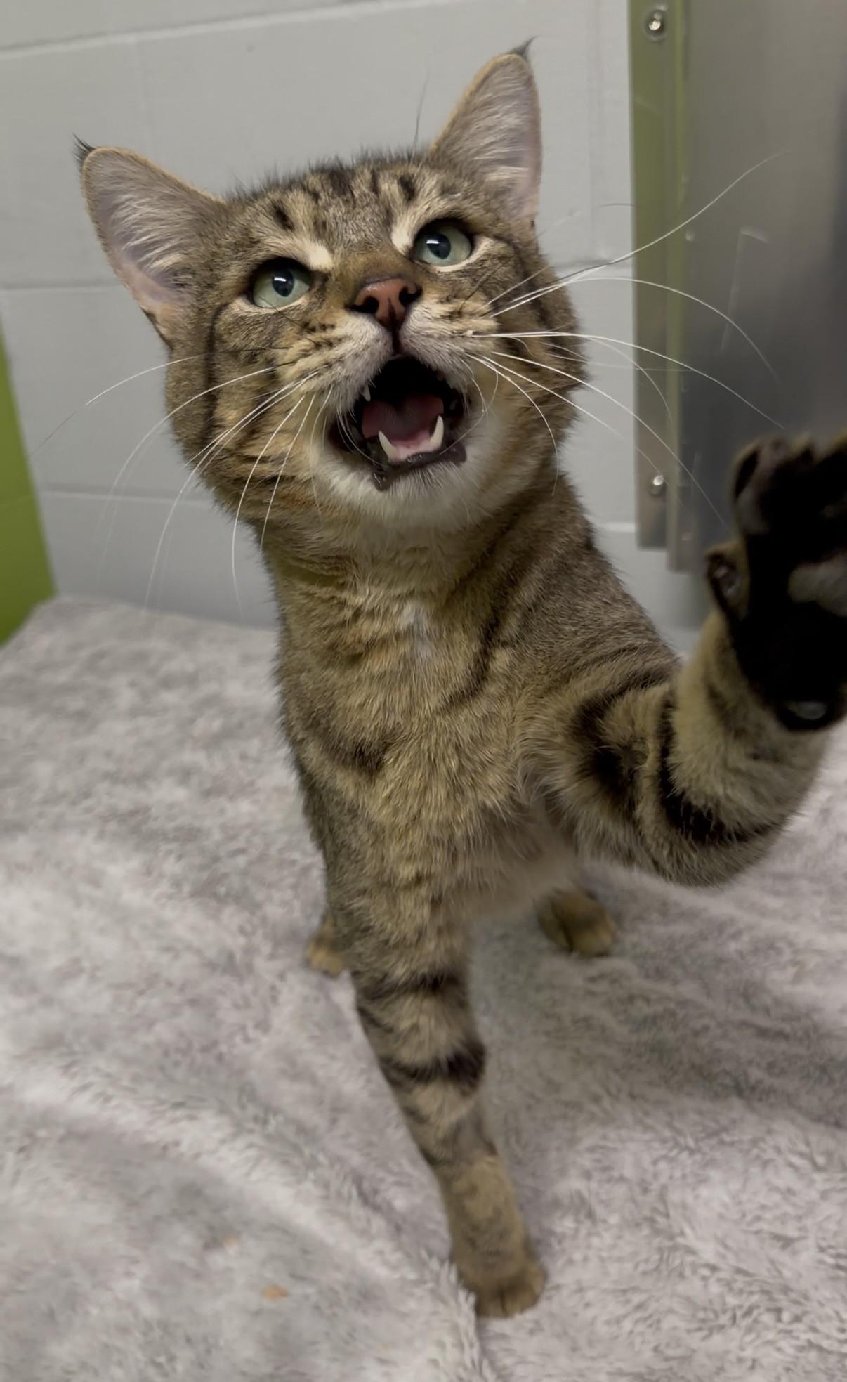 Maurice, a ADOPTABLE Domestic Short Hair in Delta, BC image 3/3