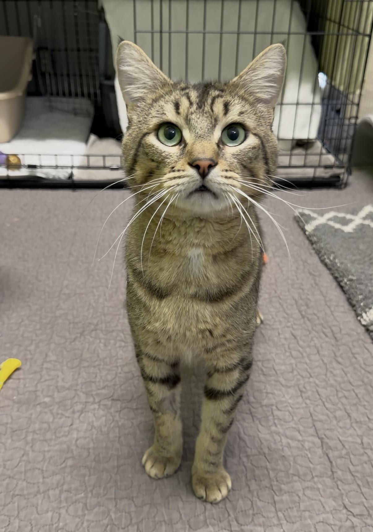 Maurice, a ADOPTABLE Domestic Short Hair in Delta, BC image 1/3