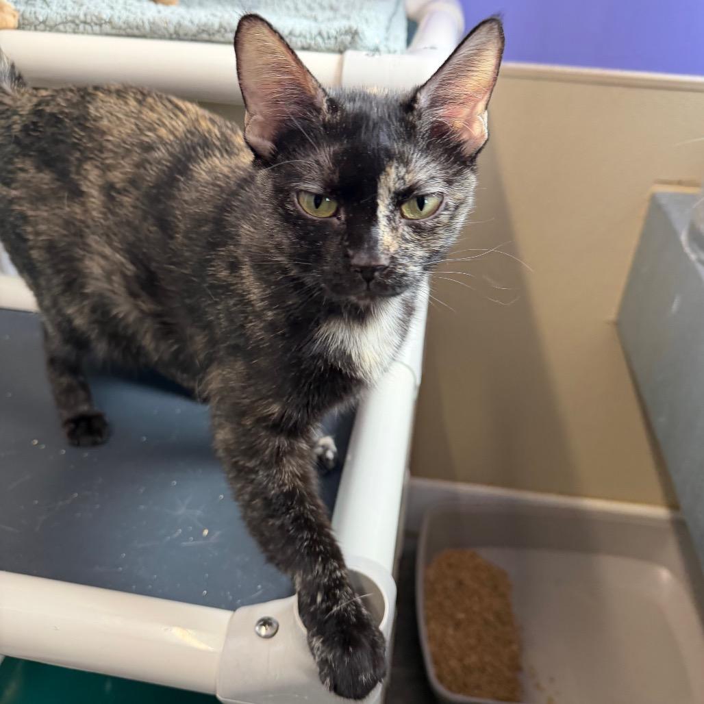 Persimmon, Adoptable, Adult Female Domestic Short Hair.
