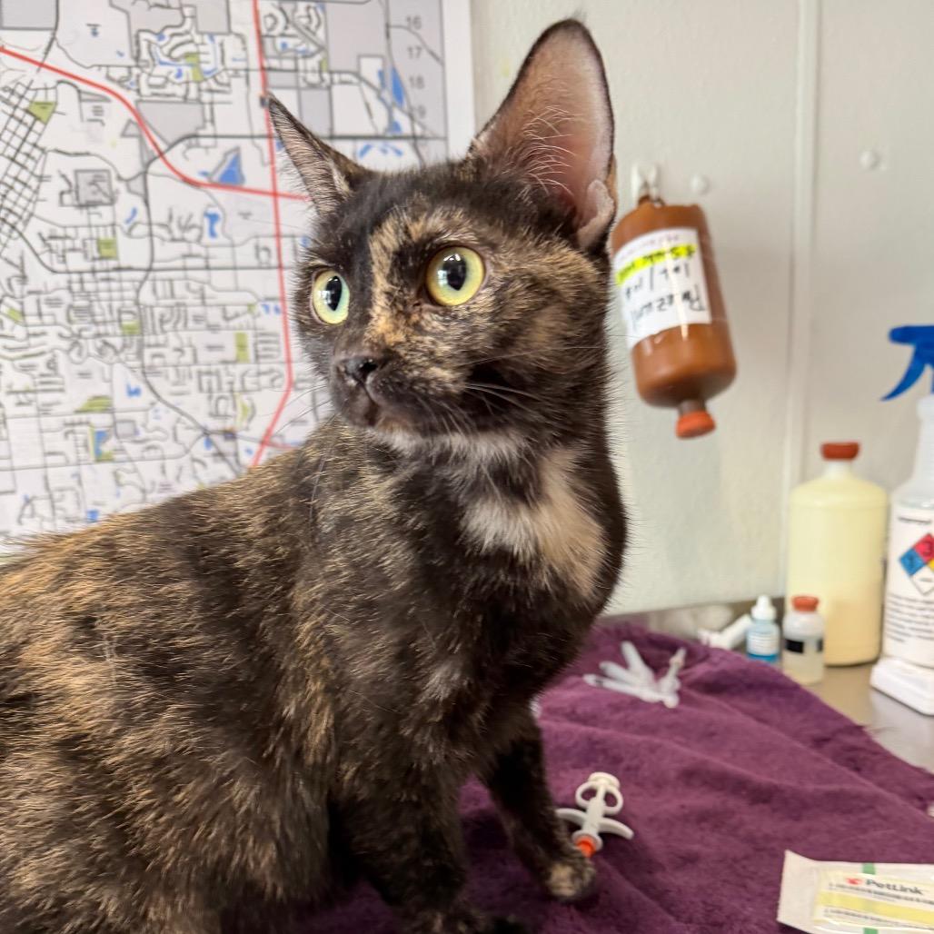 Persimmon, a Adoptable Domestic Short Hair in Mankato, MN image 2/3