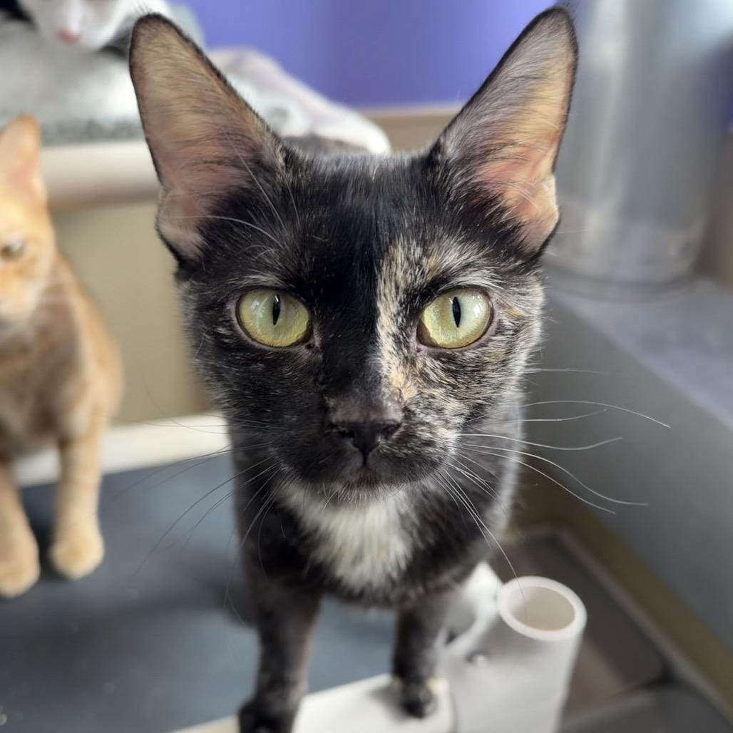 Persimmon, a Adoptable Domestic Short Hair in Mankato, MN image 3/3