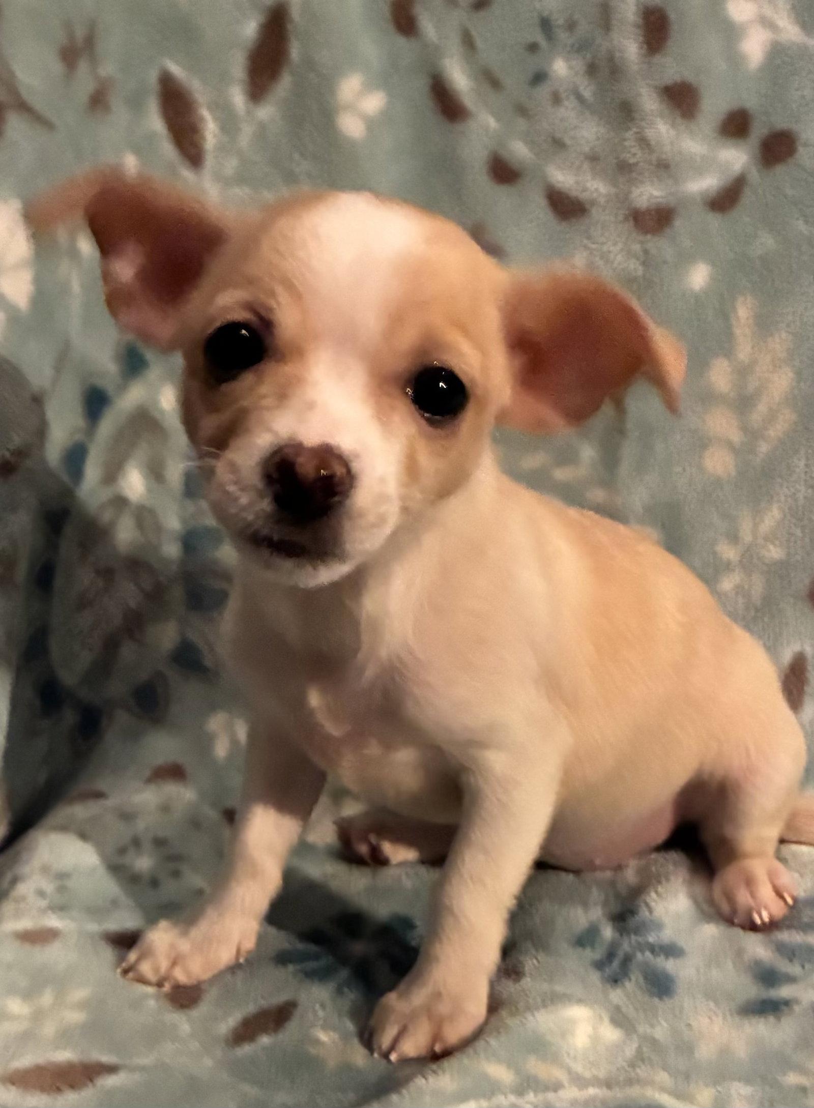 Enlarge Pixie, an adopted mixed breed in Pottstown, PA image 1/1