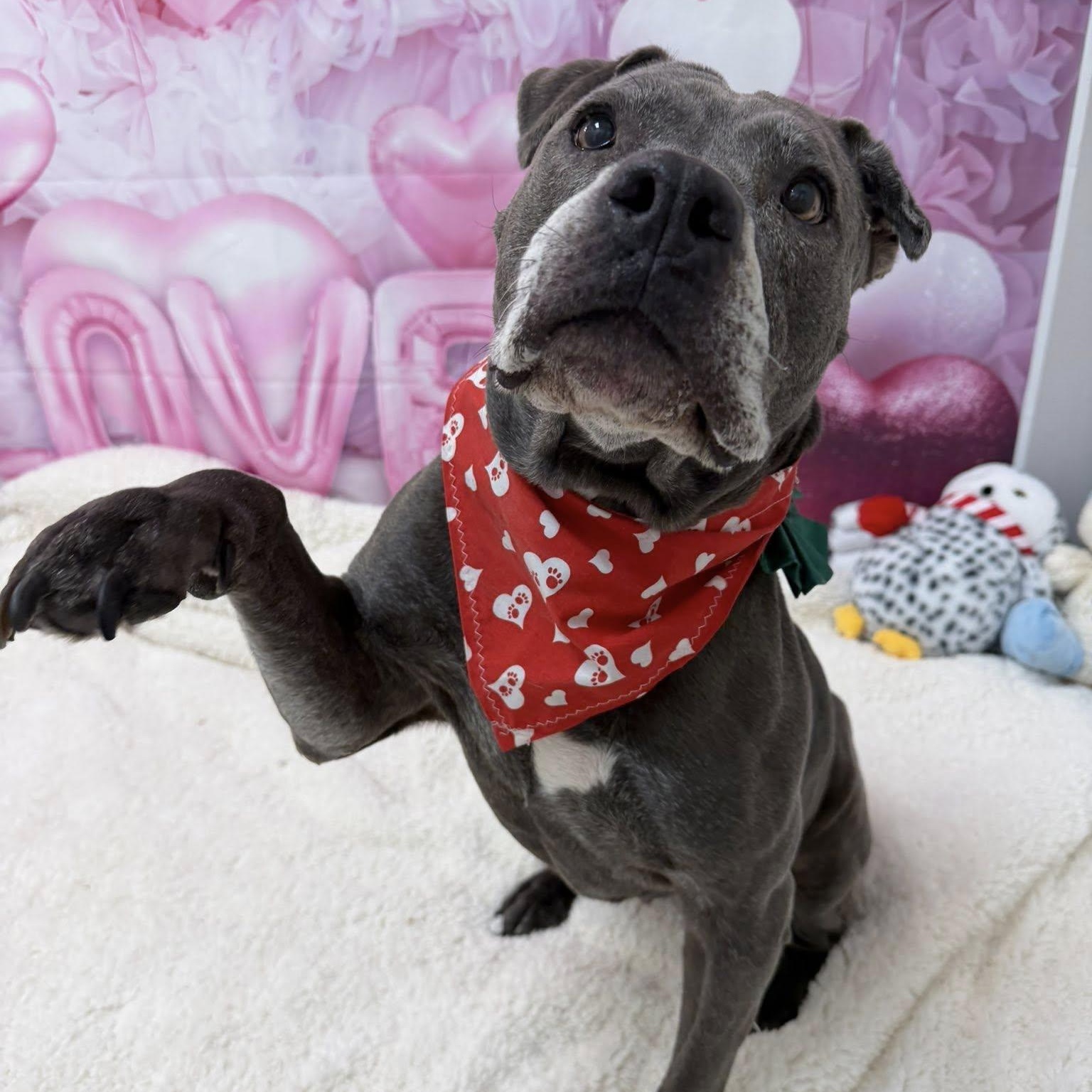 Enlarge Layla, a ADOPTABLE Pit Bull Terrier in Martinsville, IN image 2/2