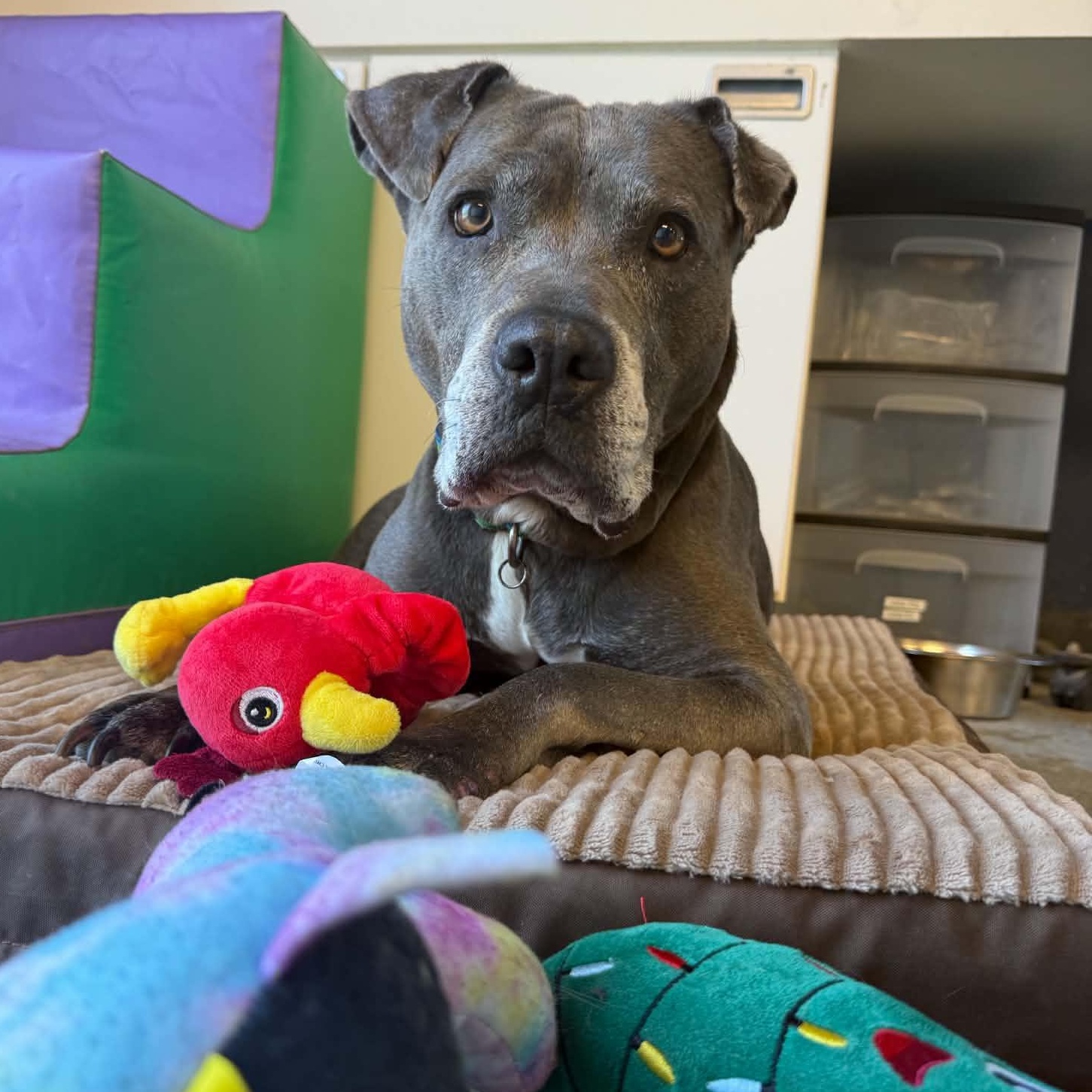 Enlarge Layla, a ADOPTABLE Pit Bull Terrier in Martinsville, IN image 1/4