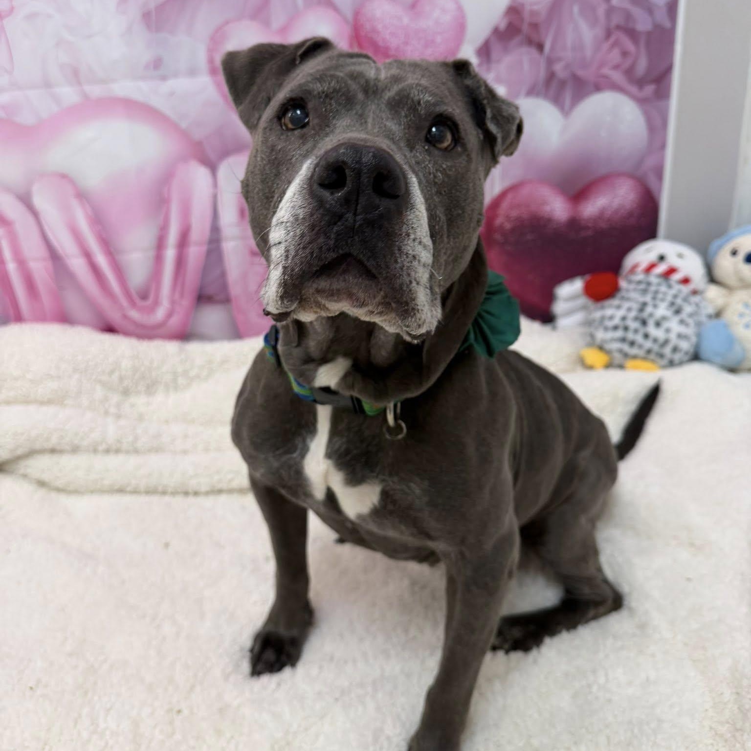Layla, ADOPTABLE, Senior Female Pit Bull Terrier.