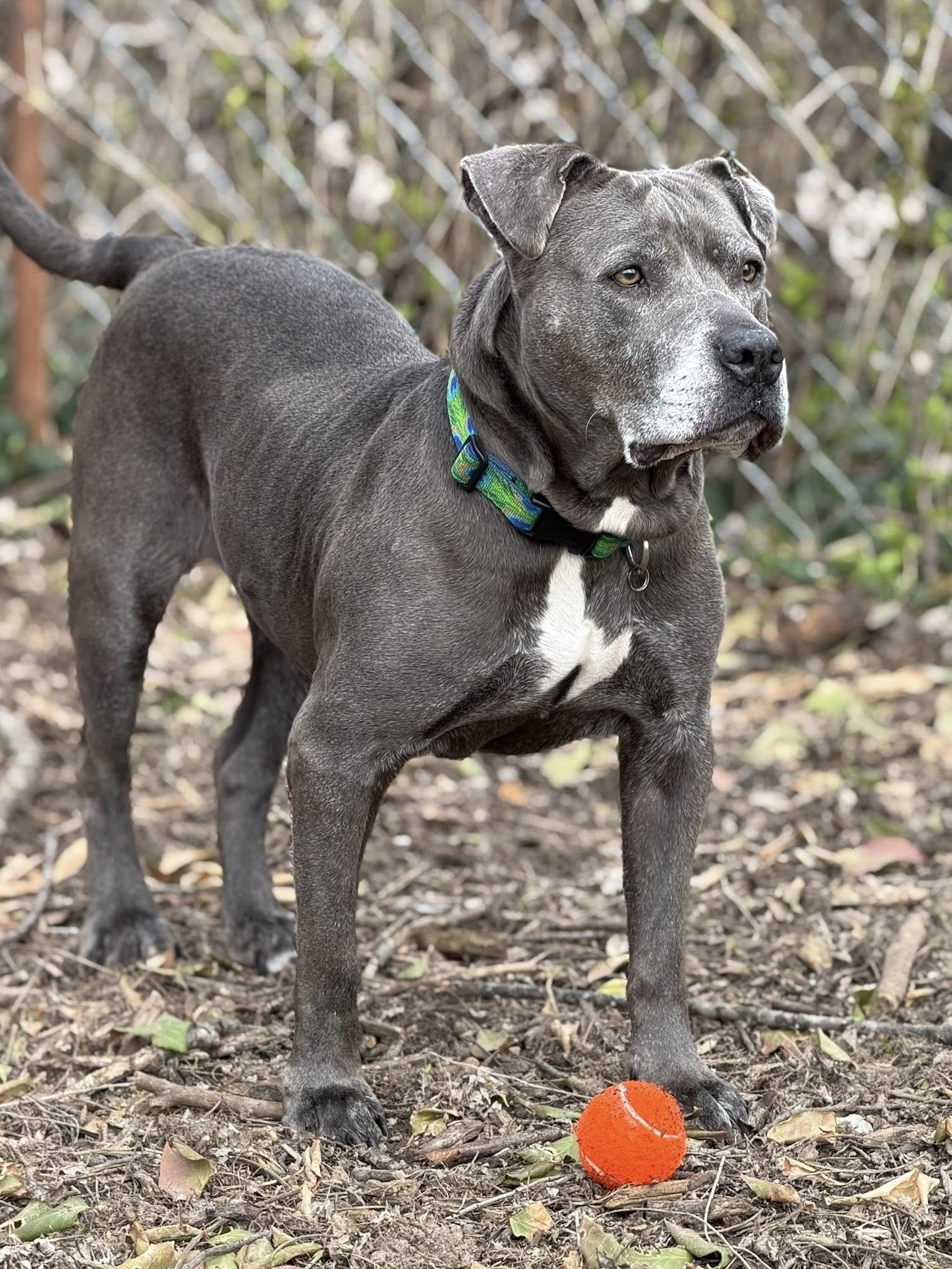 Enlarge Layla, a ADOPTABLE Pit Bull Terrier in Martinsville, IN image 1/3