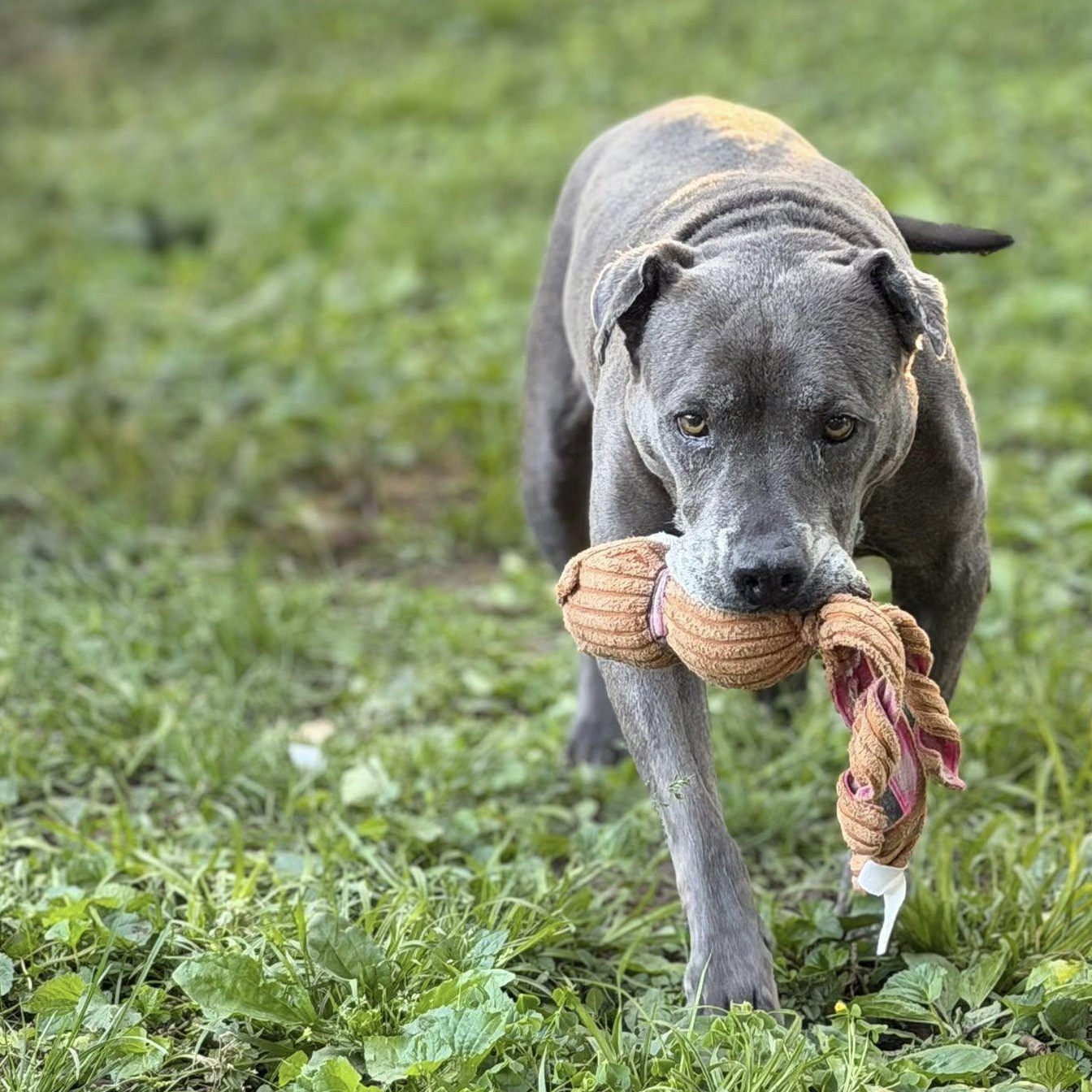 Layla, an adoptable Pit Bull Terrier in Martinsville, IN image 1/5