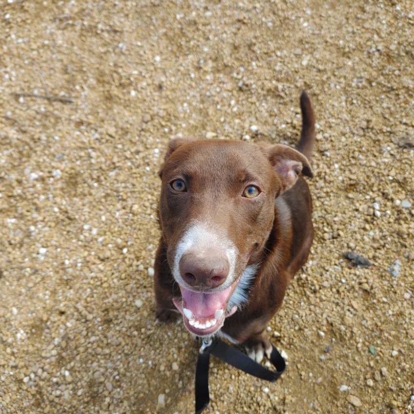 Tiramisu, a Adoptable Mixed Breed in Bentonville, AR image 2/3
