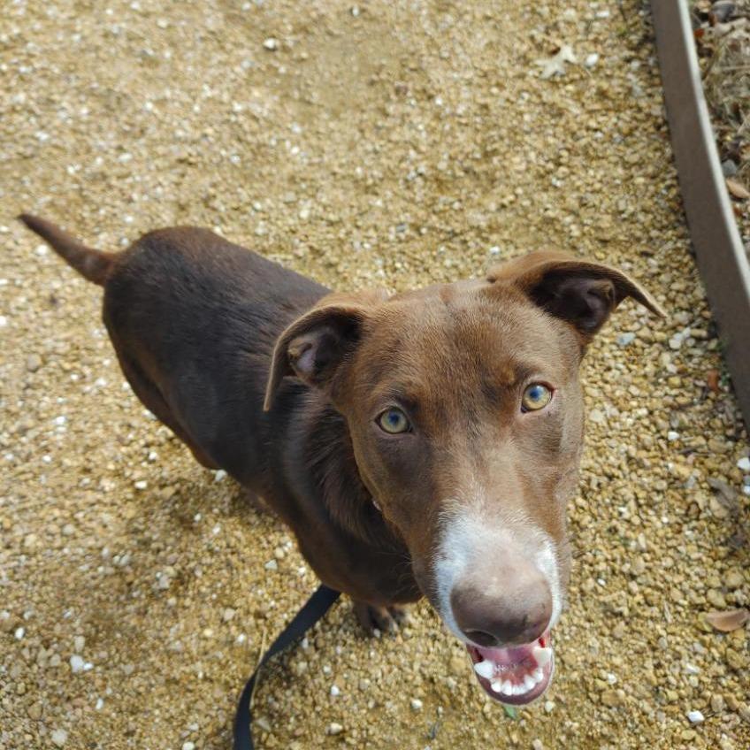 Tiramisu, a Adoptable Mixed Breed in Bentonville, AR image 2/6