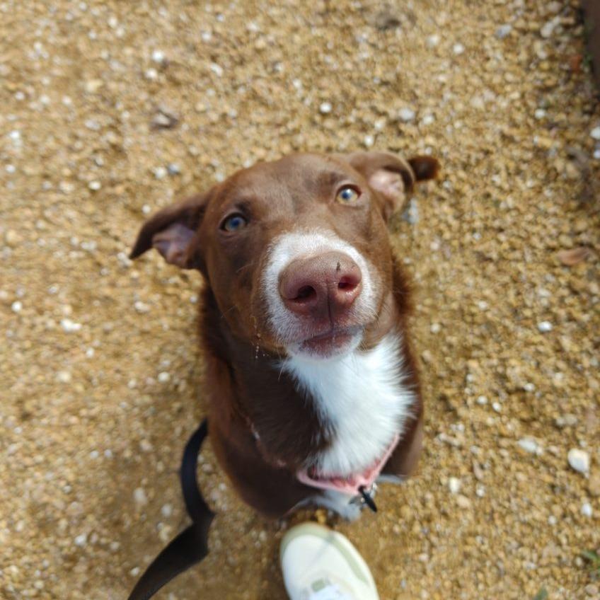 Tiramisu, a Adoptable Mixed Breed in Bentonville, AR image 3/6