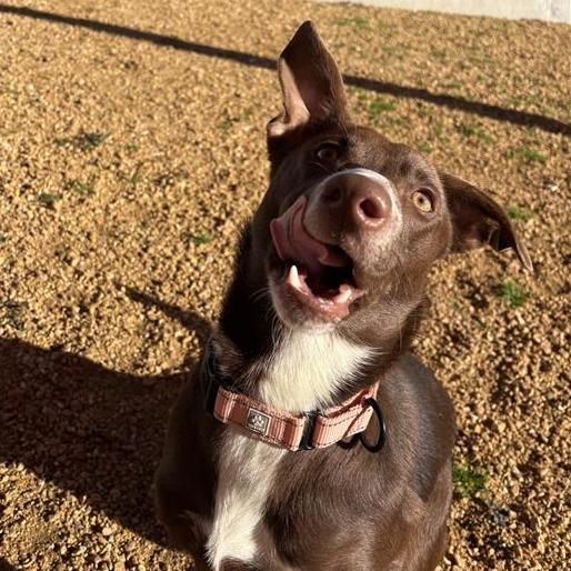Tiramisu, a Adoptable Mixed Breed in Bentonville, AR image 6/6