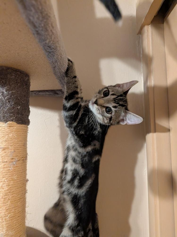 Squirrel, Adoptable, Kitten Male Domestic Short Hair.