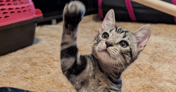 Squirrel, a Adoptable Domestic Short Hair in Oakdale, CA image 2/4