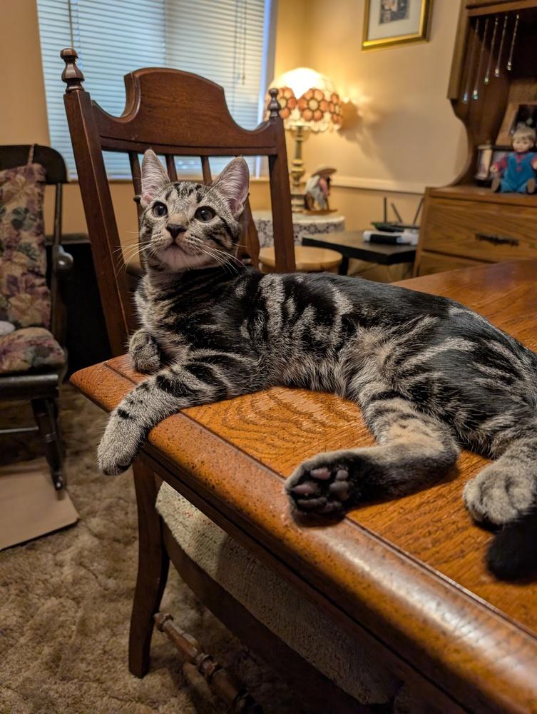 Enlarge Squirrel, a Adoptable Domestic Short Hair in Oakdale, CA image 3/5