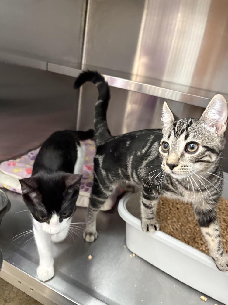 Enlarge Squirrel, a Adoptable Domestic Short Hair in Oakdale, CA image 5/5