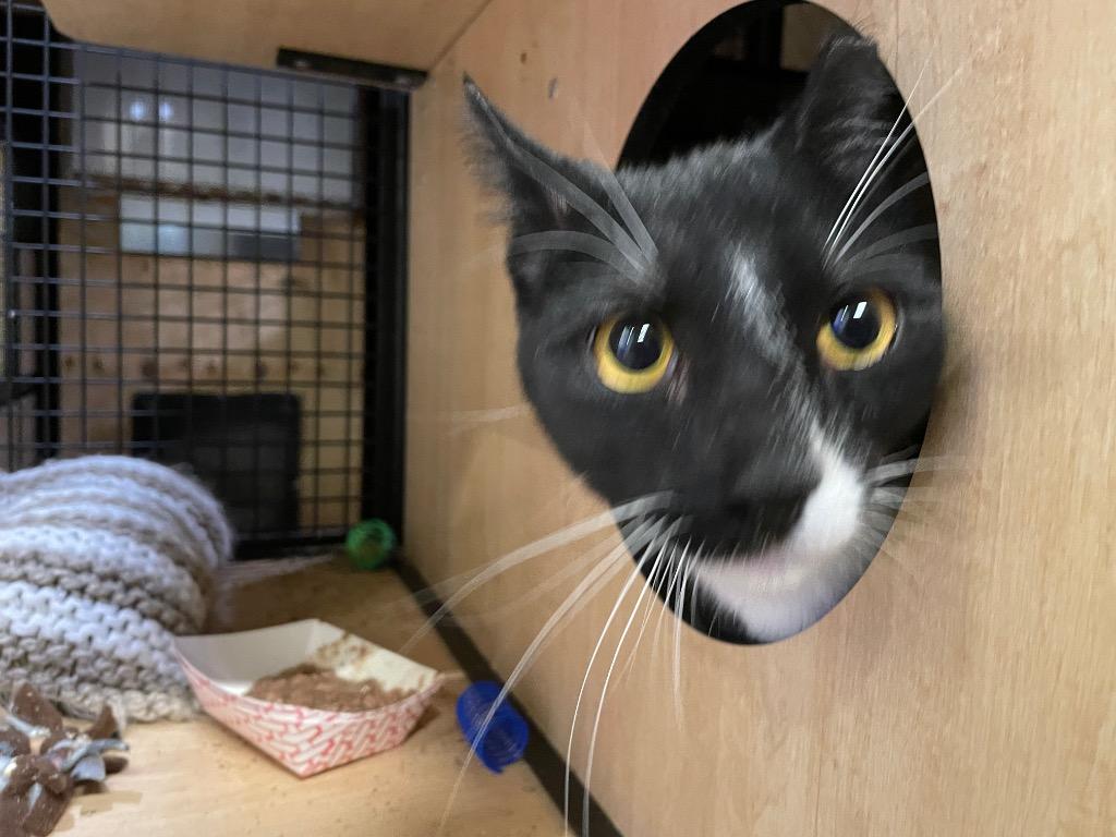 Toby Tux, Adoptable, Young Male Domestic Short Hair.