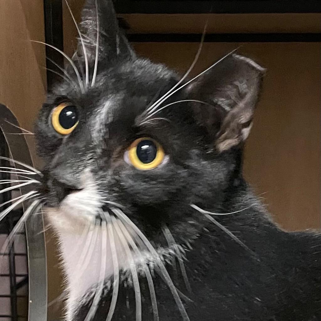 Enlarge Toby Tux, a Adoptable mixed breed in New York, NY image 2/4