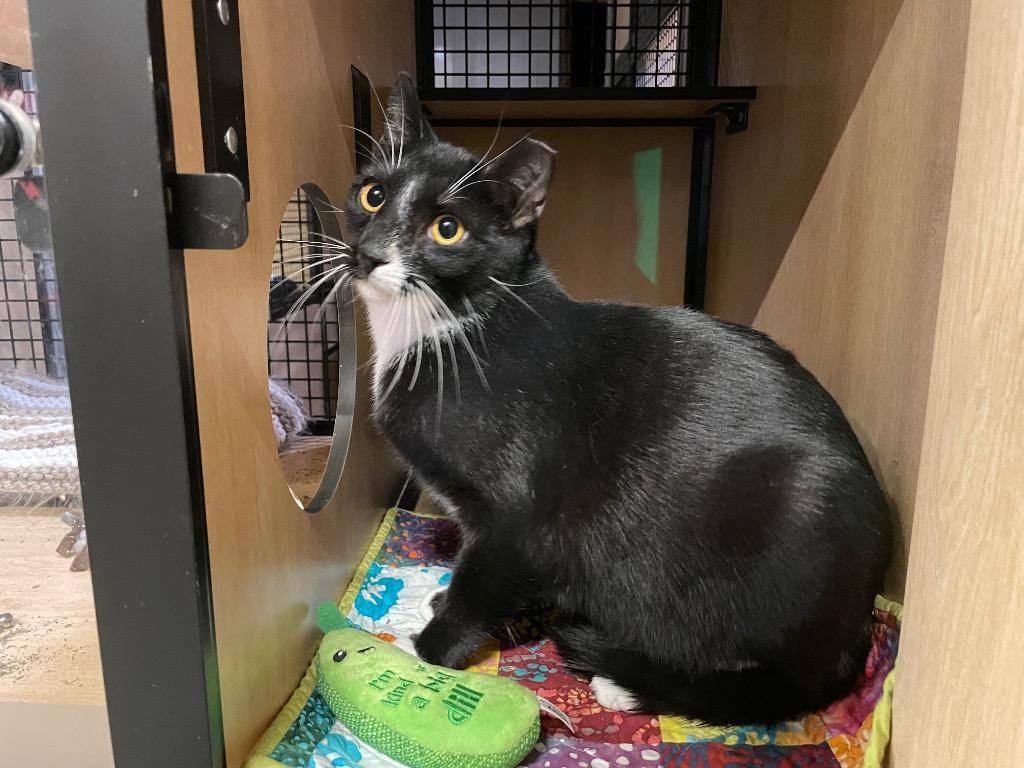 Enlarge Toby Tux, a Adoptable mixed breed in New York, NY image 3/4