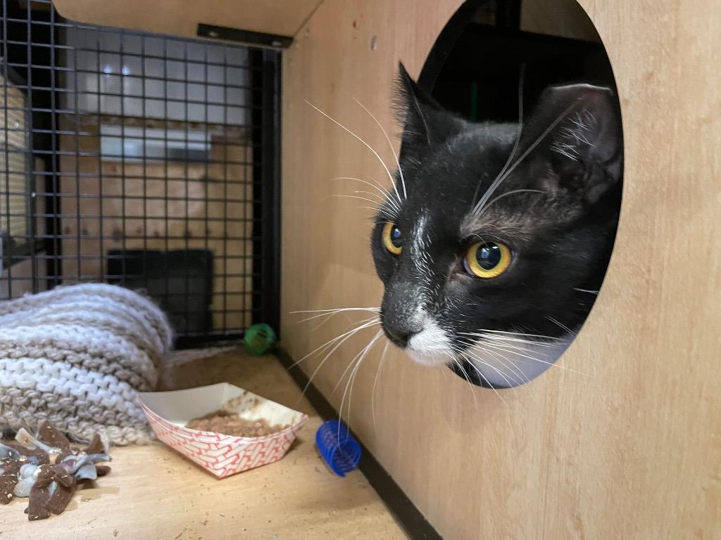 Enlarge Toby Tux, a Adoptable mixed breed in New York, NY image 4/4