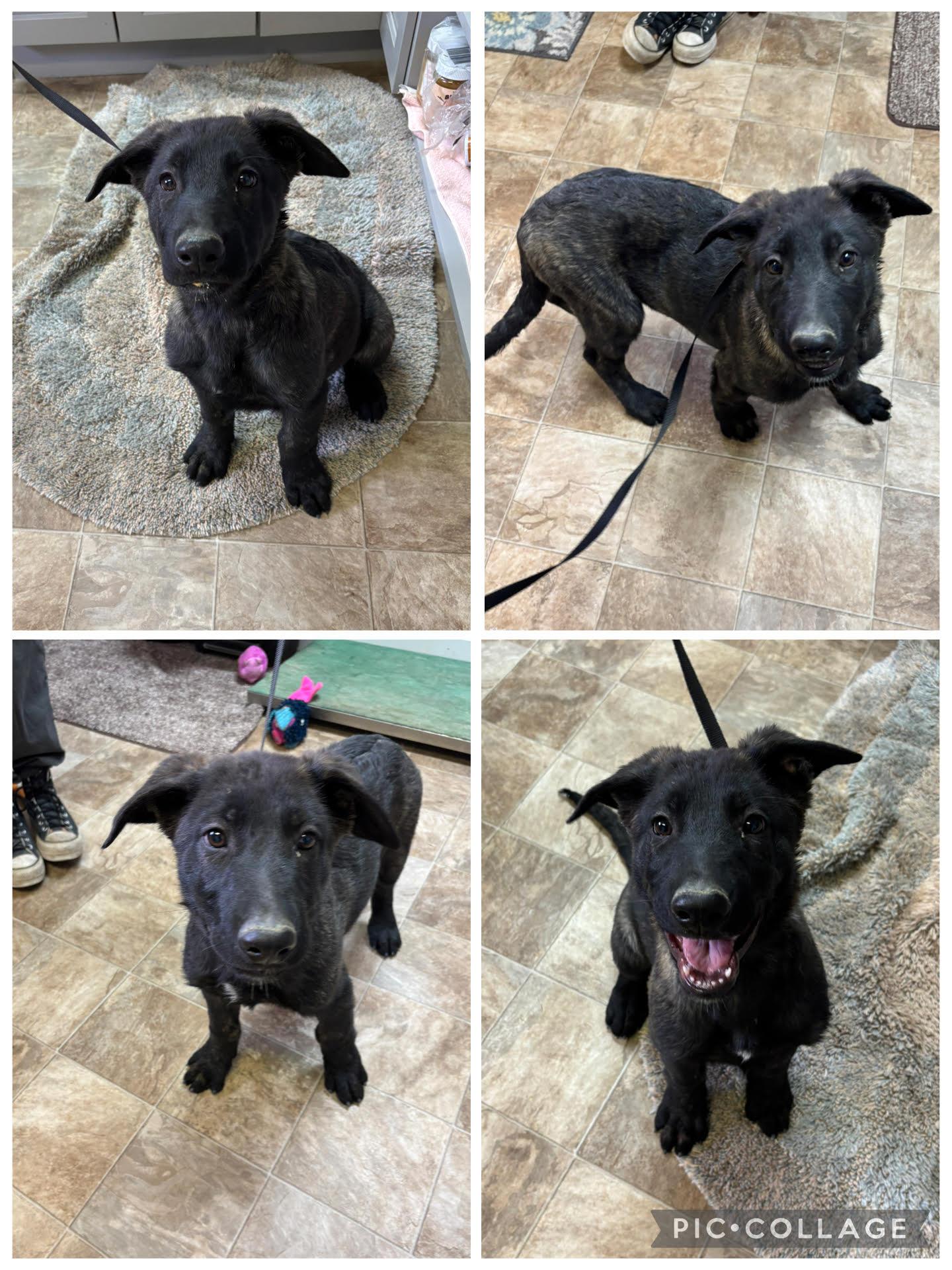 Enlarge Koa, an adopted mixed breed in Rock Springs, WY image 2/2