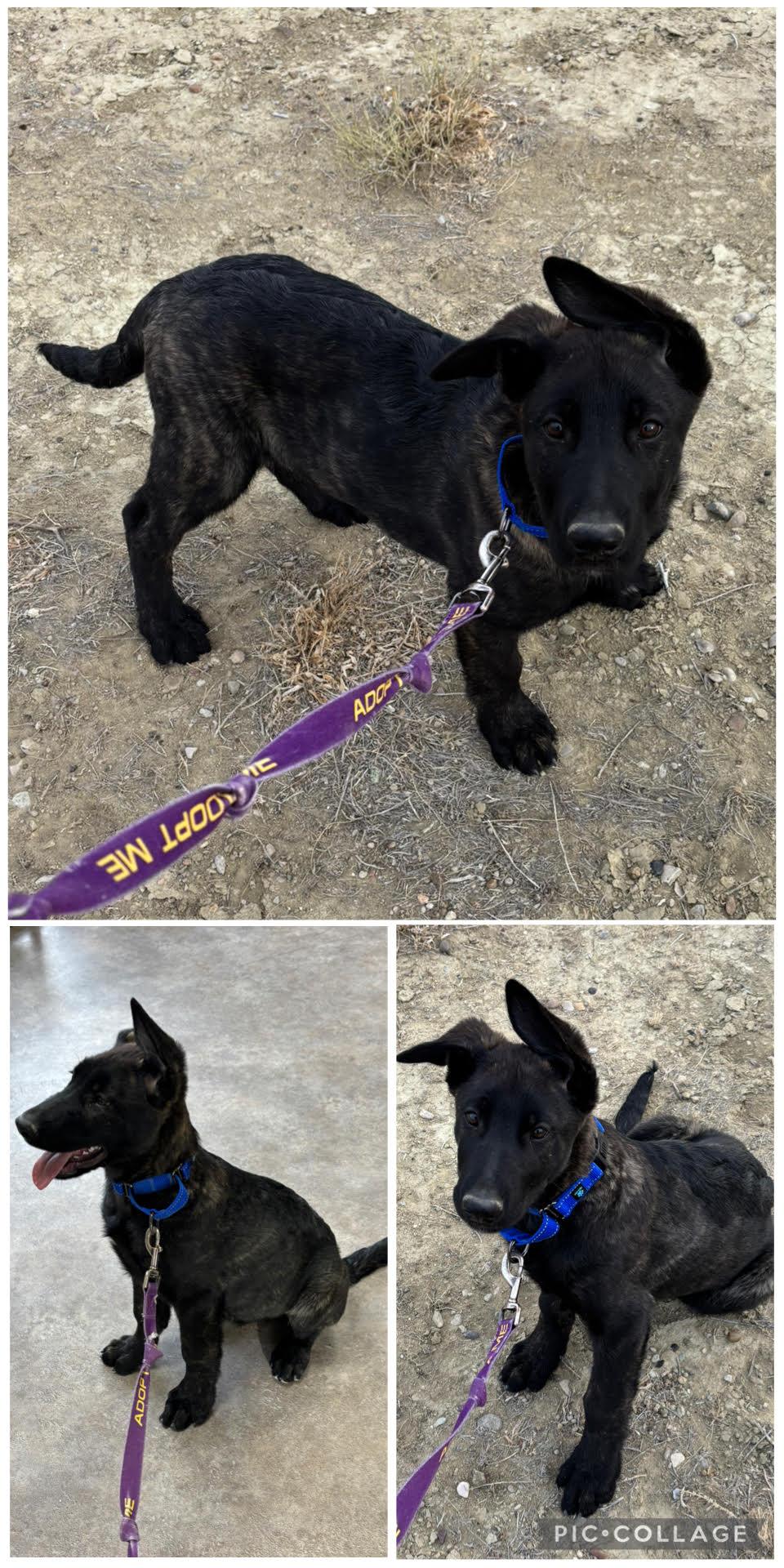 Enlarge Koa, an adopted mixed breed in Rock Springs, WY image 1/2