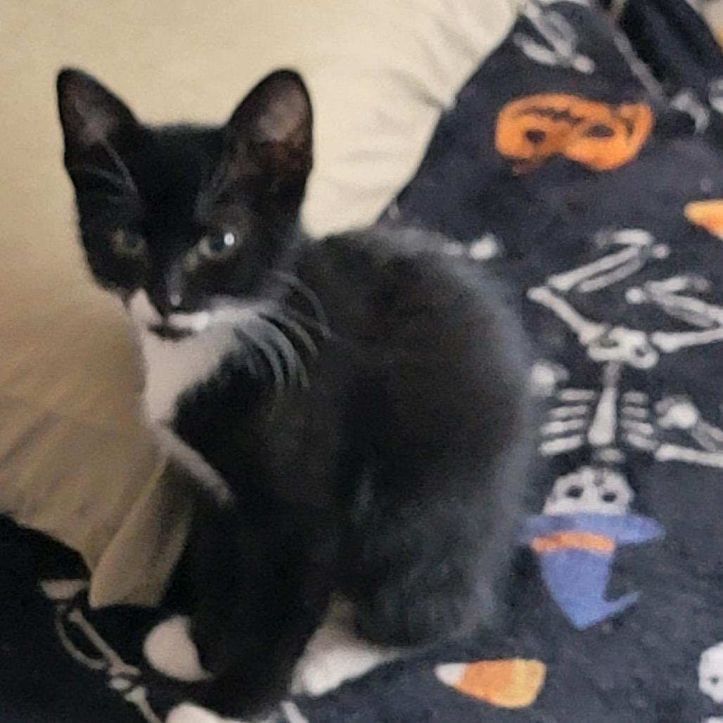 Huron, Adoptable, Kitten Female Domestic Short Hair.