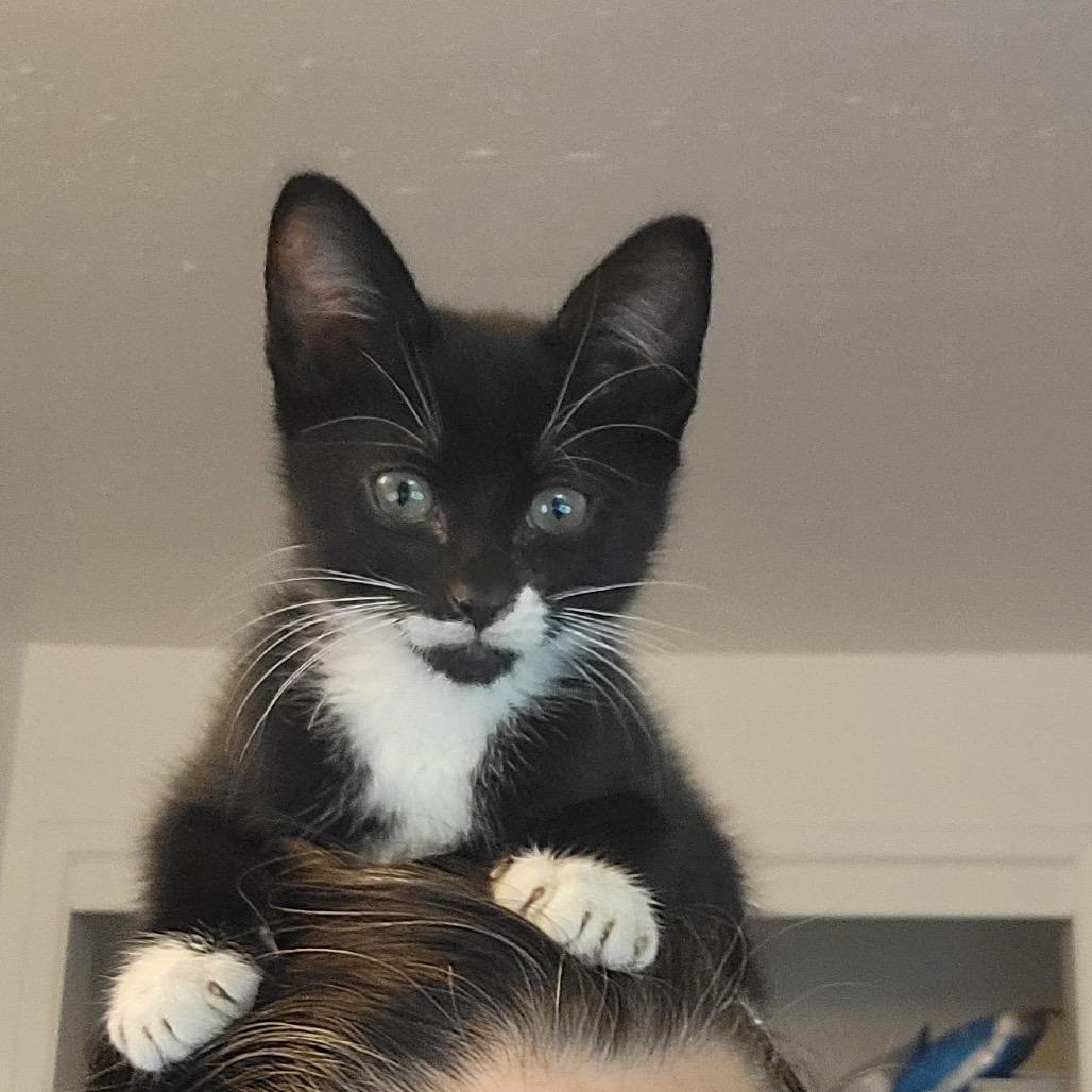 Huron, a Adoptable Domestic Short Hair in Washougal, WA image 2/3