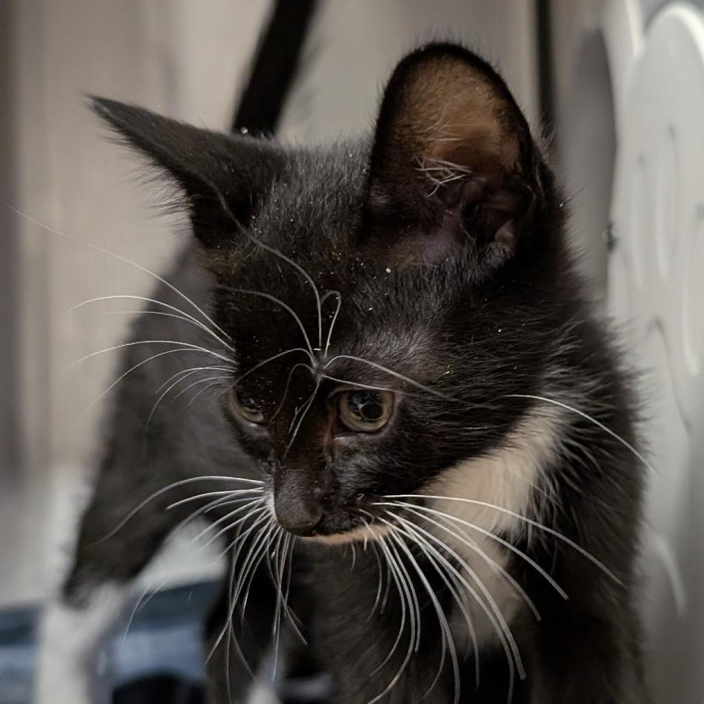 Huron, a Adoptable Domestic Short Hair in Washougal, WA image 3/3