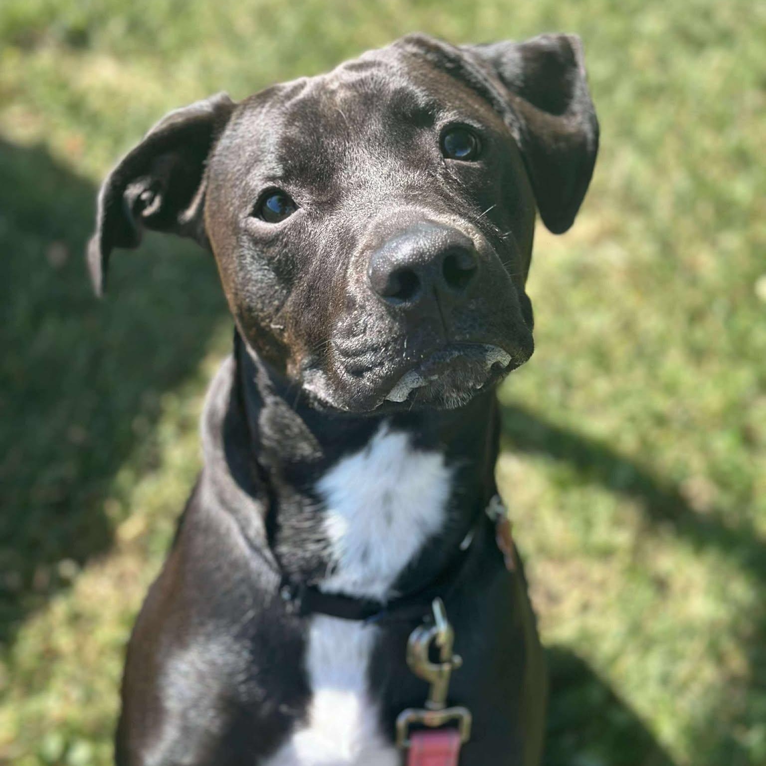 Archie