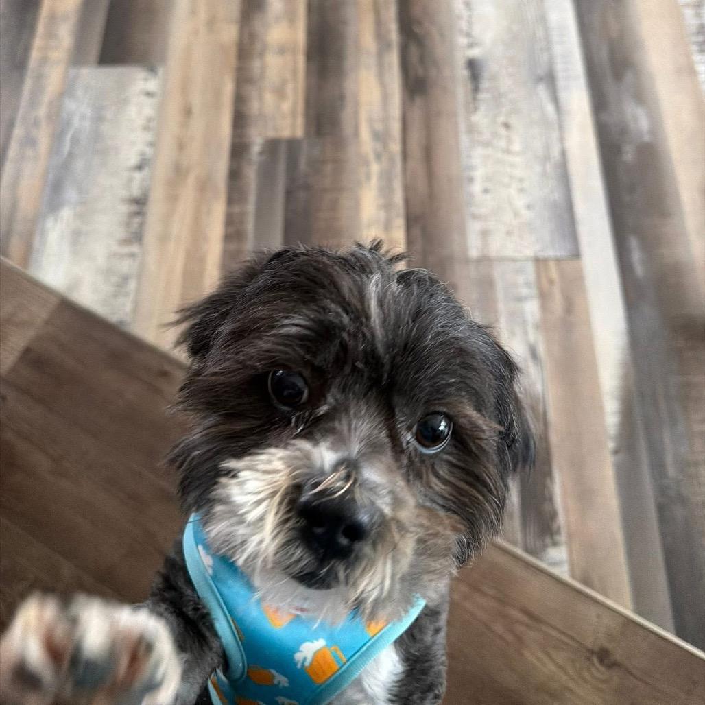 Enlarge Mr Wendal, a Adoptable Shih Tzu in Fond Du Lac, WI image 1/2