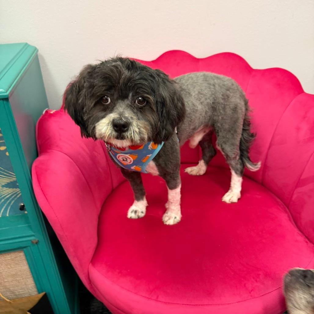 Enlarge Mr Wendal, a Adoptable Shih Tzu in Fond Du Lac, WI image 2/2