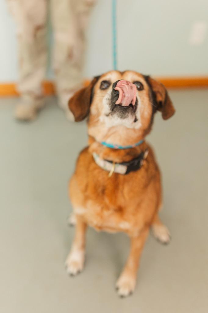 Edna, Adoptable, Senior Female Mixed Breed.