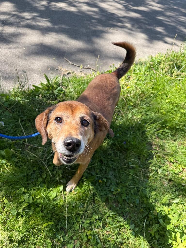 Enlarge Edna, a Adoptable mixed breed in Lawrenceburg, TN image 2/6