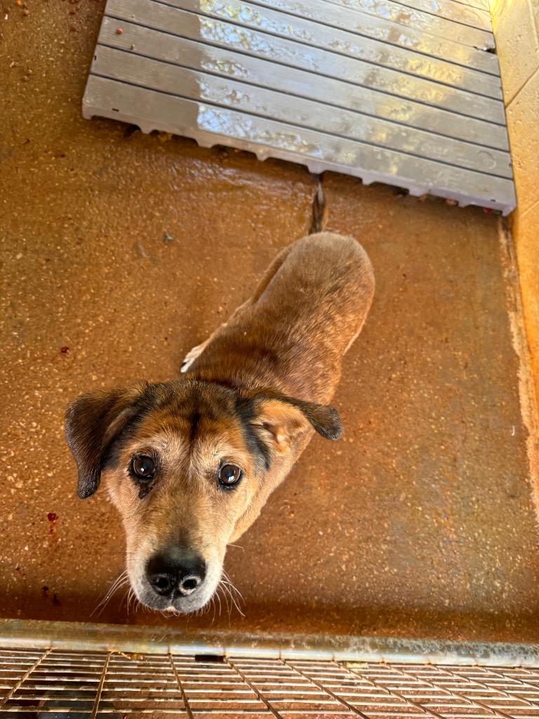 Enlarge Edna, a Adoptable mixed breed in Lawrenceburg, TN image 3/6