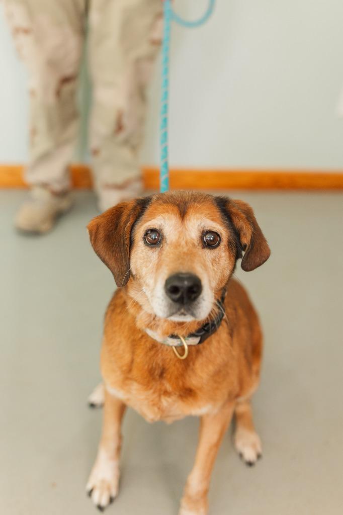 Enlarge Edna, a Adoptable mixed breed in Lawrenceburg, TN image 4/6