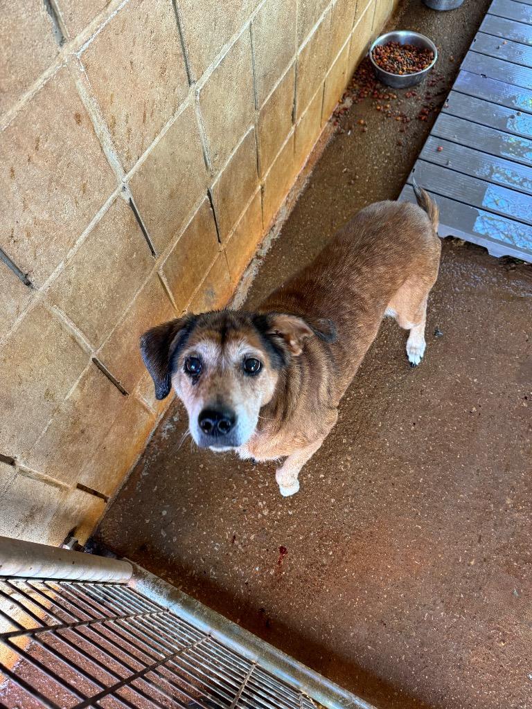 Enlarge Edna, a Adoptable mixed breed in Lawrenceburg, TN image 5/6