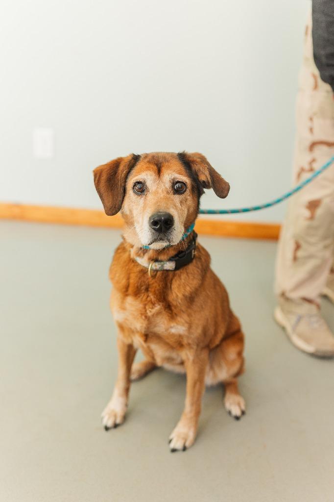 Enlarge Edna, a Adoptable mixed breed in Lawrenceburg, TN image 6/6