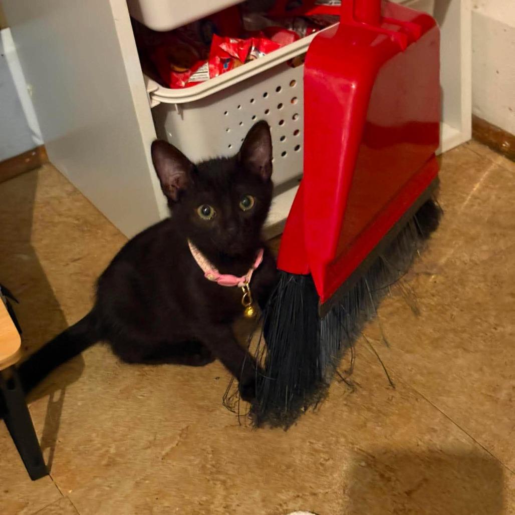 Roxie, Adoptable, Kitten Female Domestic Short Hair.