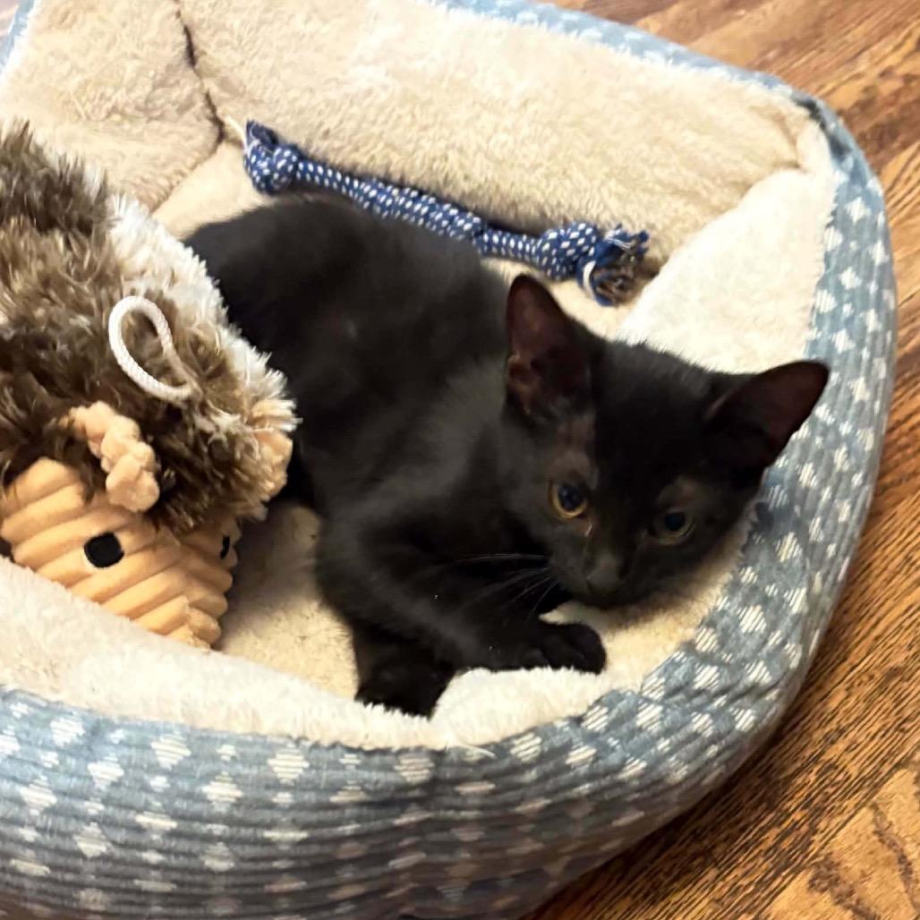 Enlarge Roxie, a Adoptable Domestic Short Hair in Springfield, OH image 2/2