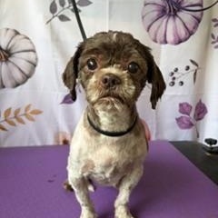 Enlarge Abby, a Adoptable Shih Tzu in Orlando, FL image 3/3