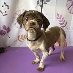 Abby, Adoptable, Adult Female Shih Tzu.