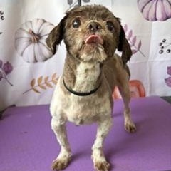 Enlarge Abby, a Adoptable Shih Tzu in Orlando, FL image 2/3