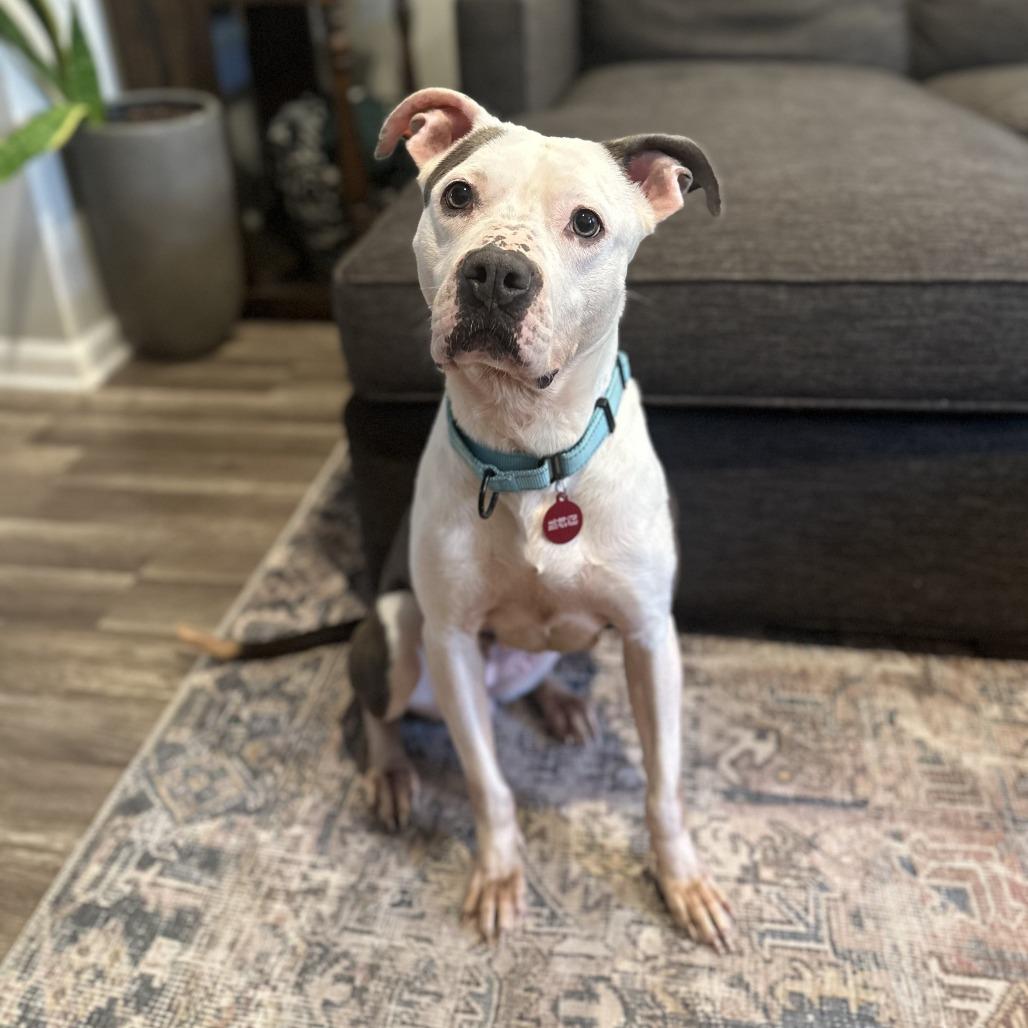 Ellie, Adoptable, Adult Female Pit Bull Terrier.
