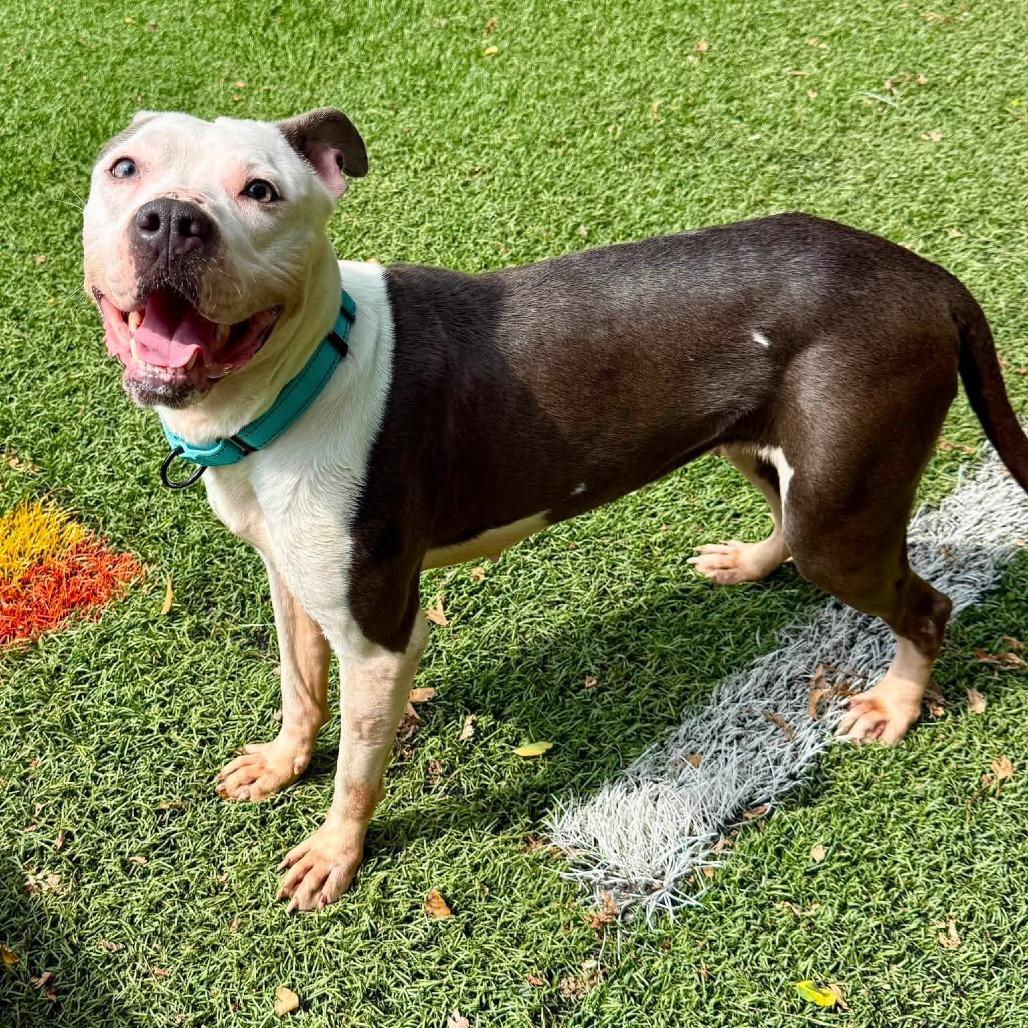 Ellie, Adoptable, Adult Female Pit Bull Terrier.