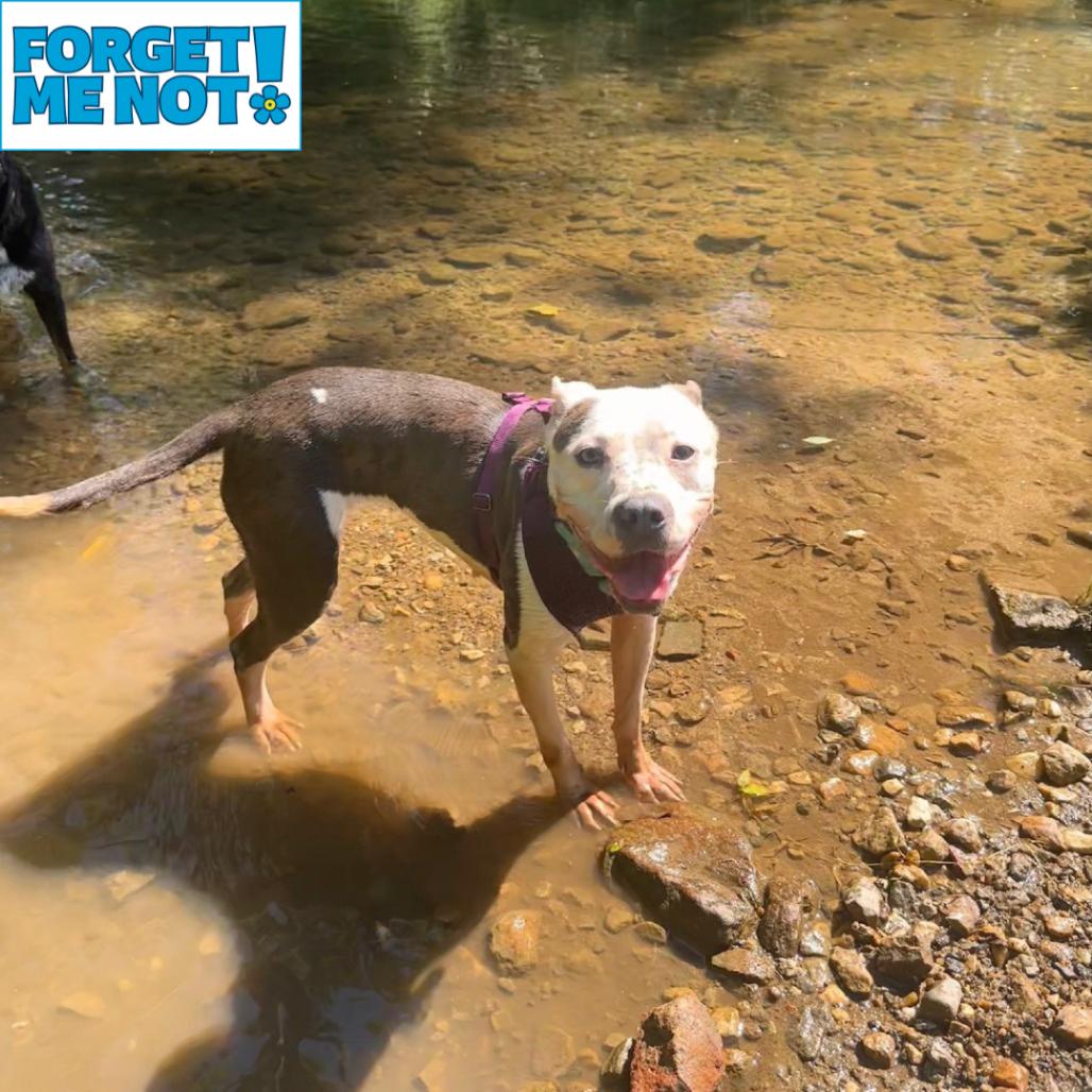 Enlarge Ellie, a Adoptable Pit Bull Terrier in Baltimore, MD image 4/6