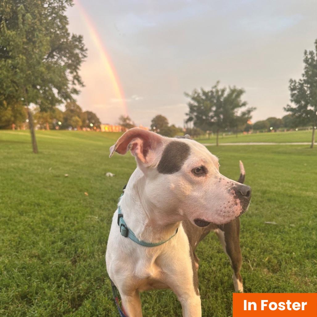 Enlarge Ellie, a Adoptable Pit Bull Terrier in Baltimore, MD image 3/6