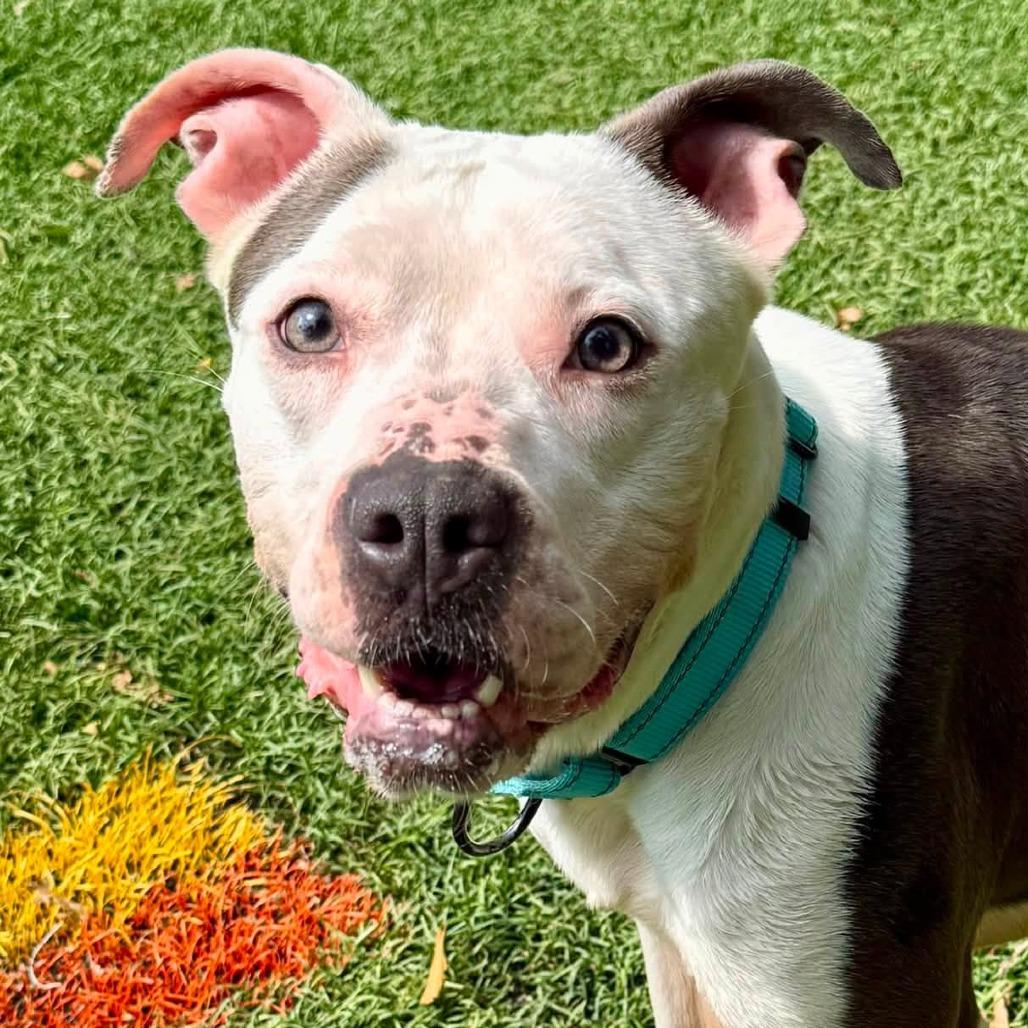 Ellie, a Adoptable Pit Bull Terrier in Baltimore, MD image 2/5