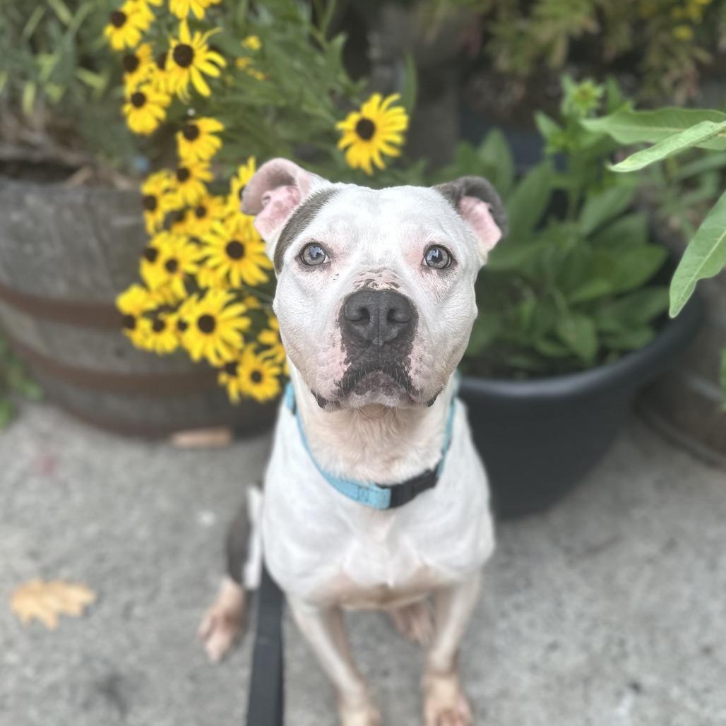 Ellie, a Adoptable Pit Bull Terrier in Baltimore, MD image 3/5