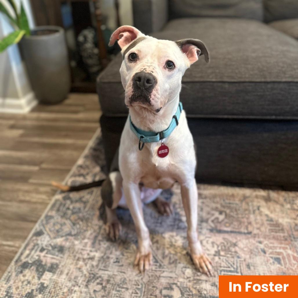 Ellie, a Adoptable Pit Bull Terrier in Baltimore, MD image 4/5