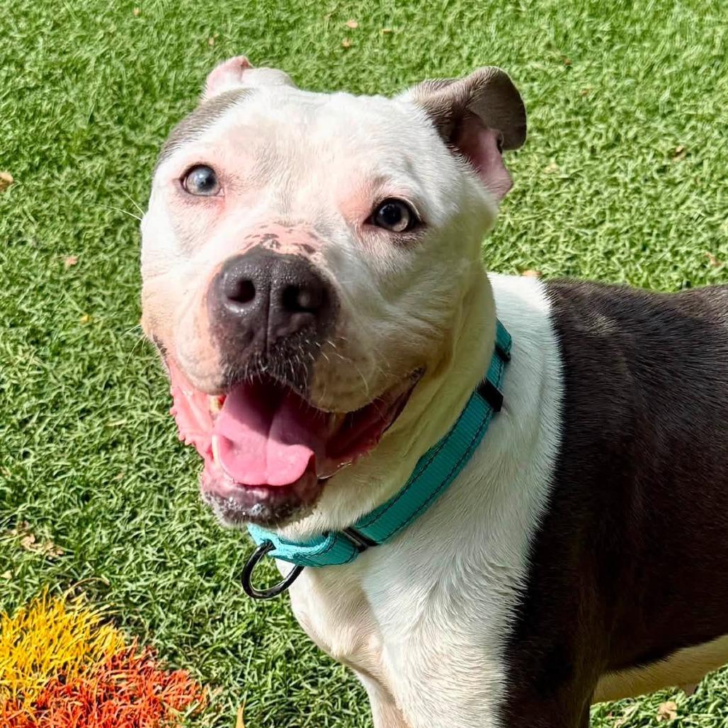Ellie, a Adoptable Pit Bull Terrier in Baltimore, MD image 5/5